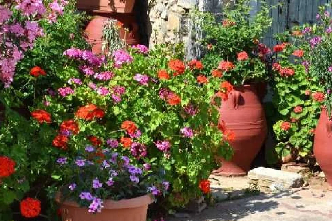 Blühende Geranien in Terrakotta-Töpfen